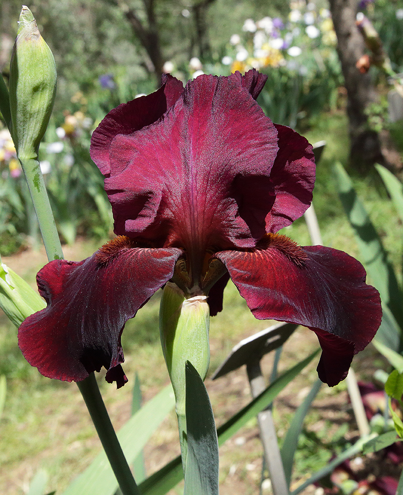 Iris di colore rosso