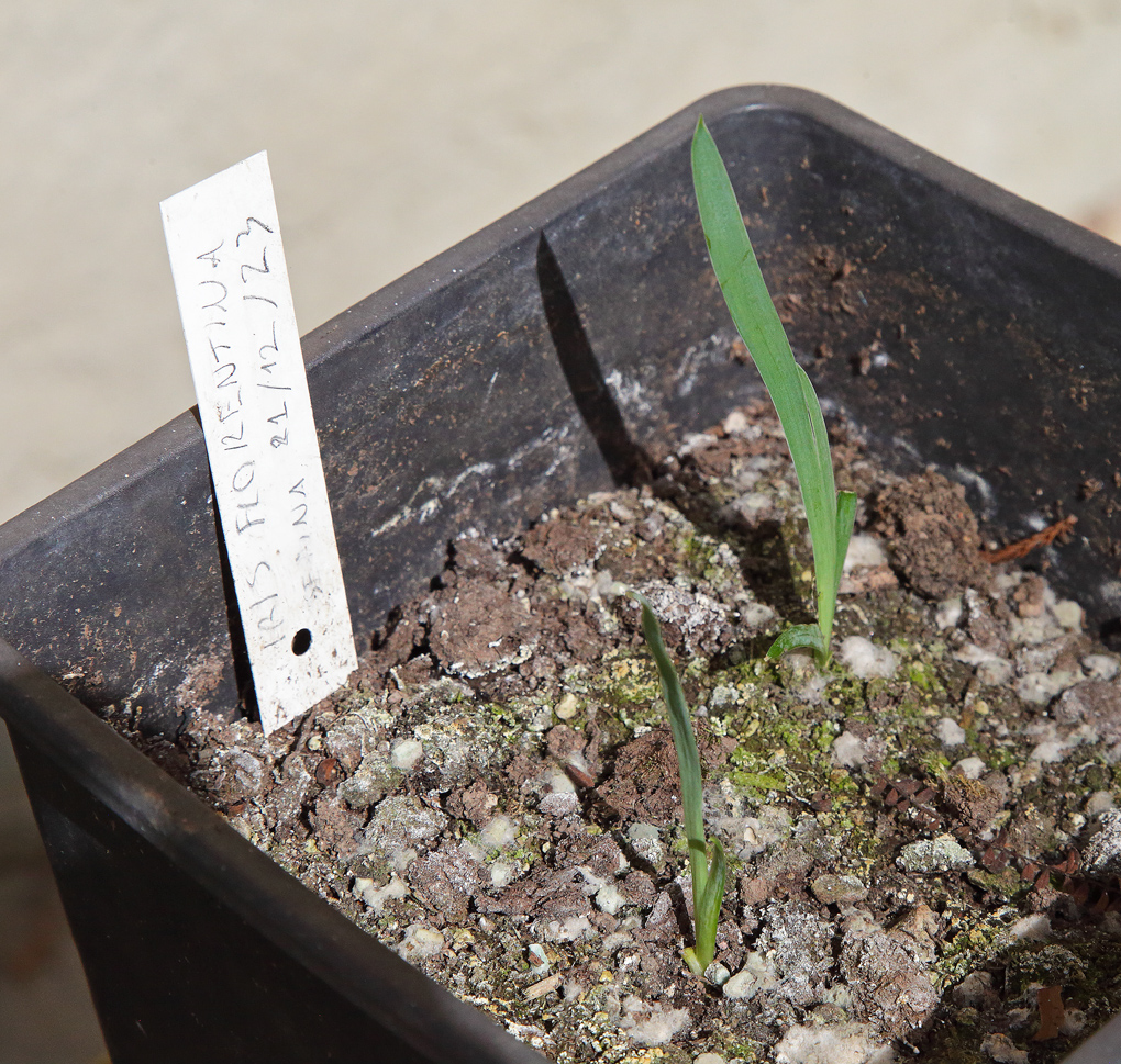 piantine di Iris florentina composte da piccolissime foglioline verde brillante