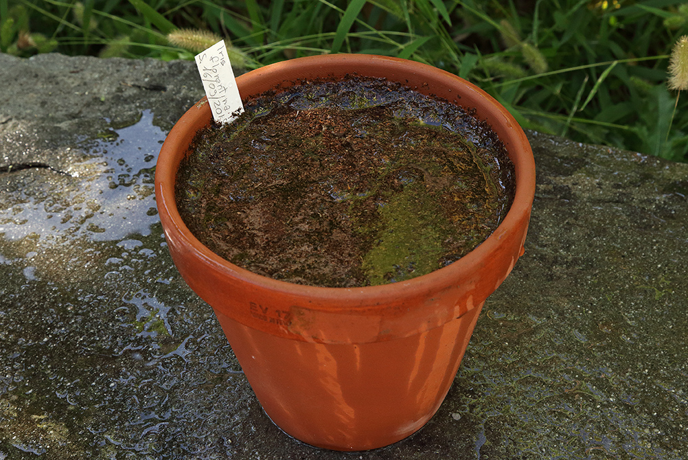 primo piano del vaso bagnato dopo l'innaffiatura