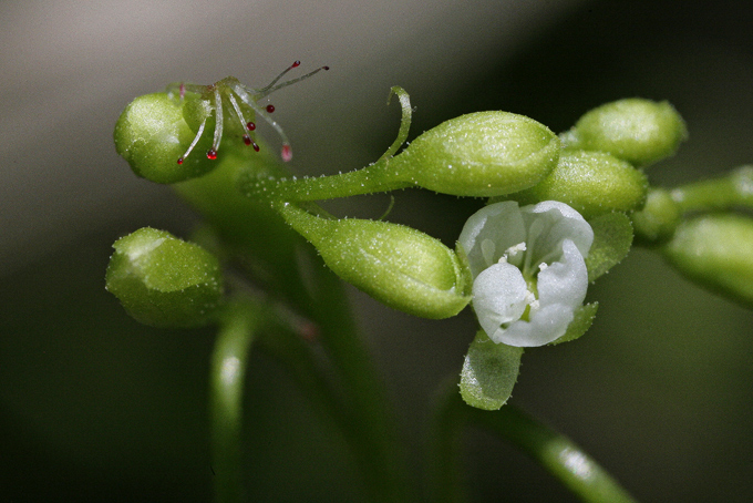 Particolare della brattea dall'aspetto fogliaceo, dotata degli stessi tentacoli delle foglie e del fiore