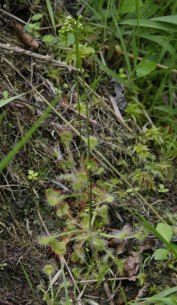 Piantina intera di drosera, con la rosetta di foglie piene di ghiandole tentacolari rossastre