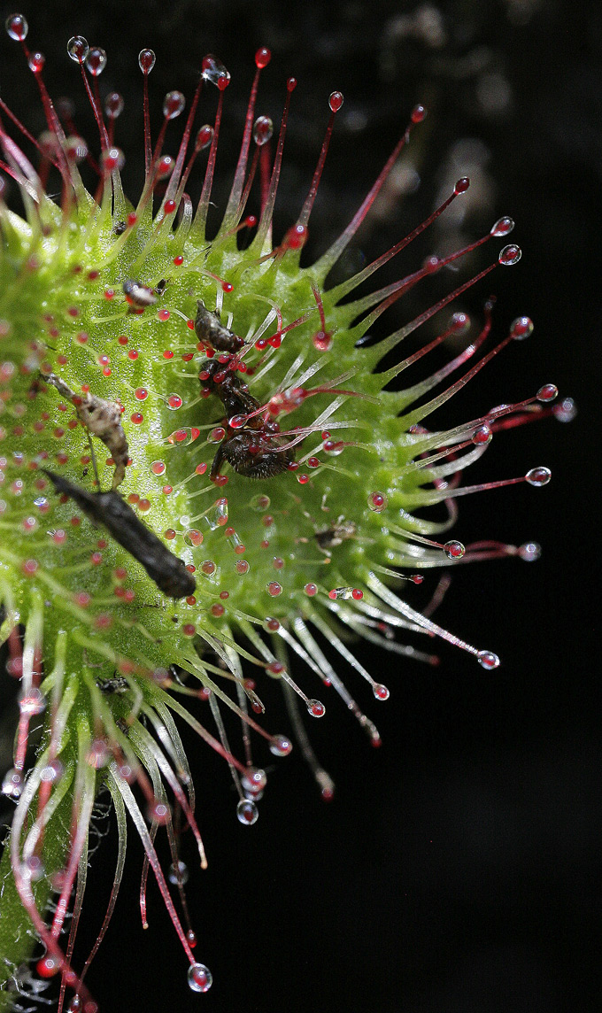 Primo piano di una foglia di drosera rotundifolia in cui si vedono i tenatcoli piegati su un resto di insetto