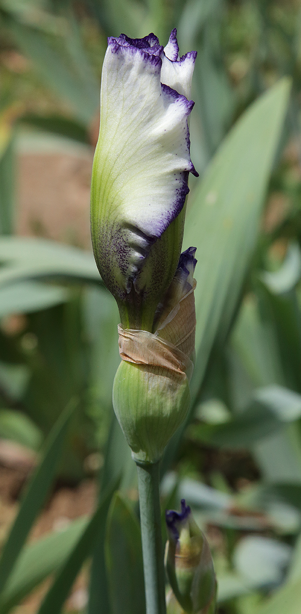 boccio di iris plicata dal colore bianco - viola