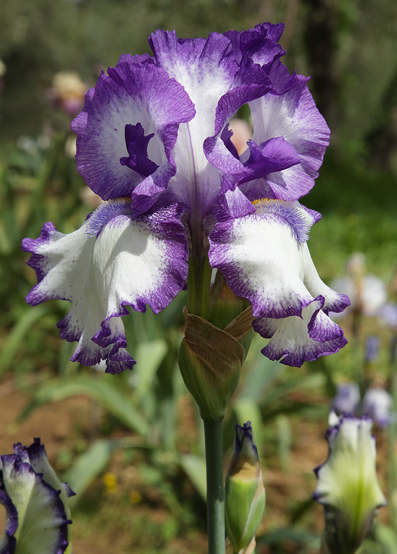 fiore di iris plicata dal colore bianco al centro delle lacinie e viola ai bordi