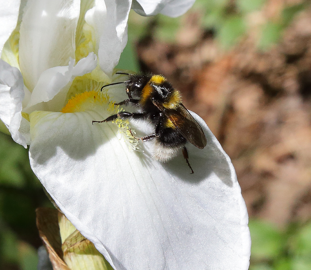 bombo che si avventura lungo la berbetta del fiore dell'Iris florentina L. 