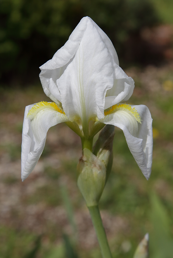 fiore di Iris florentina appena sbocciato, con le bianche lacinie ancora non completamente distese