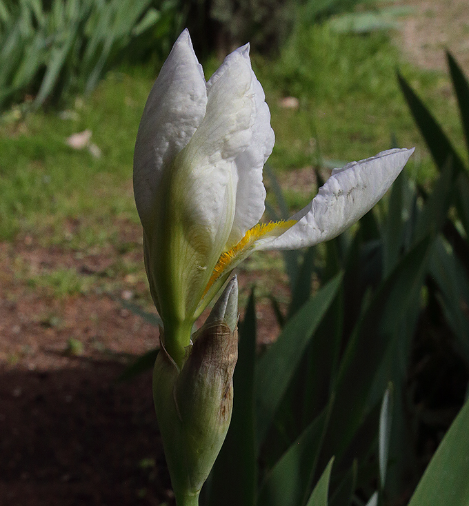Iris florentina L., fiore che sta per aprirsi, una delle lacinie inferiori si è già aperta