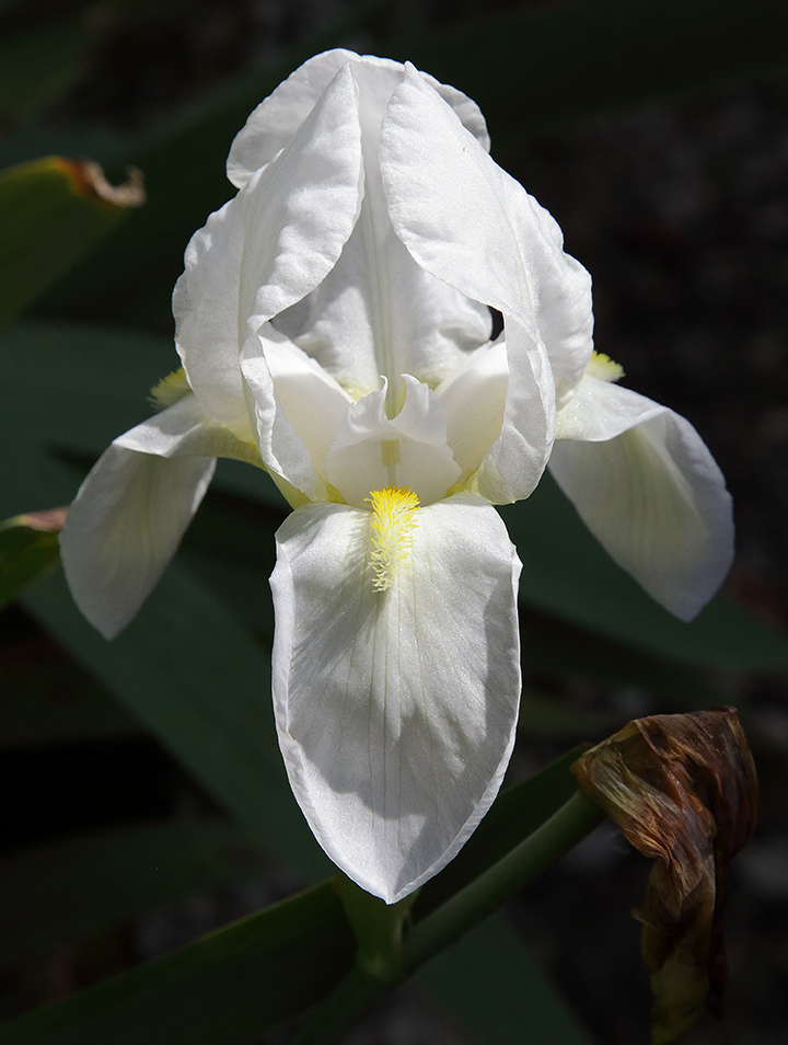 fiore di Iris florentina L. illuuminato dal sole che ne esalta la bianchezza