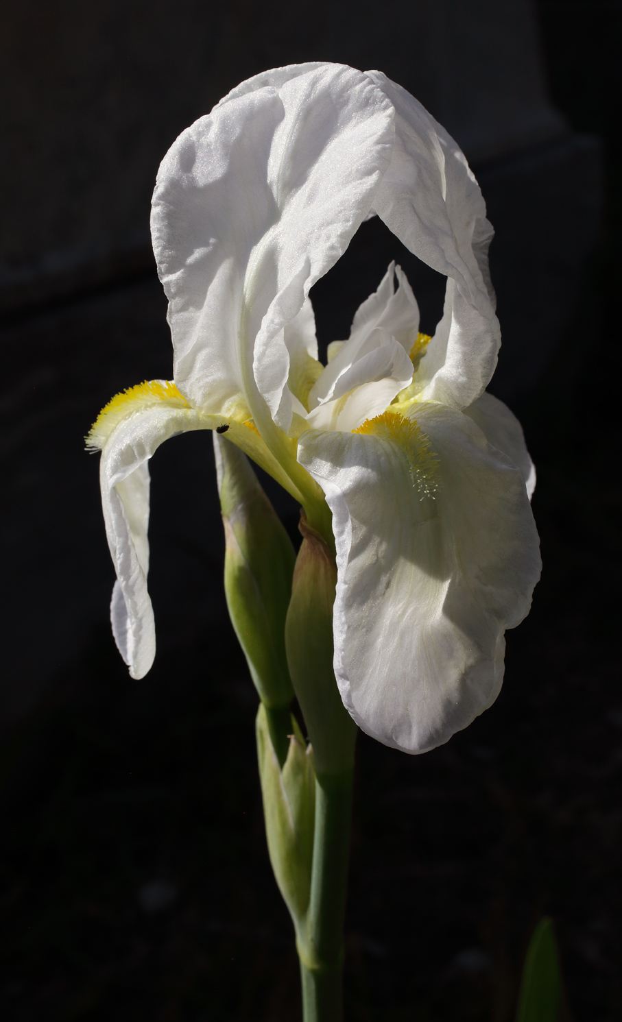 il bianco fiore dell'Iris florentina visto di tre quarti su uno sfondo scuro