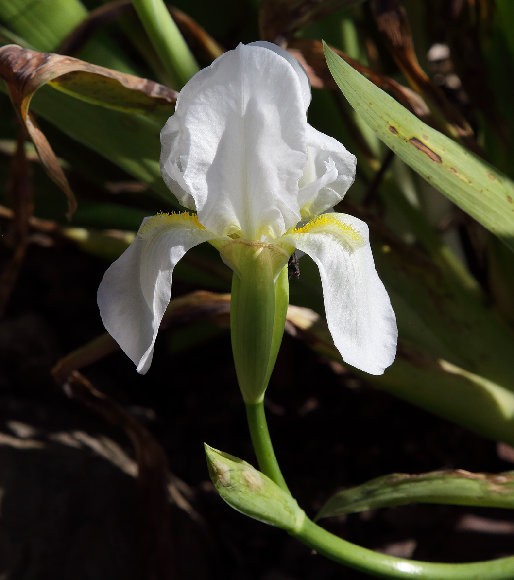 il bianco fiore dell'Iris florentina L. emerge dalle brattee