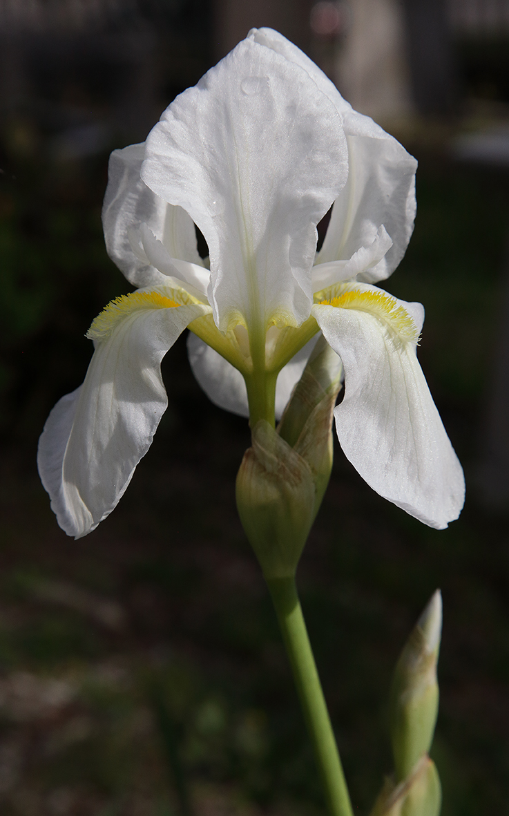 fiore di Iris florentina completamente sbocciato con 2 bocci lungo lo scapo