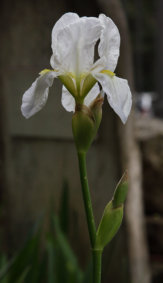 Iris florentina L., pianta con fiore apicale completamente aperto, il colore del fiore è bianchissimo