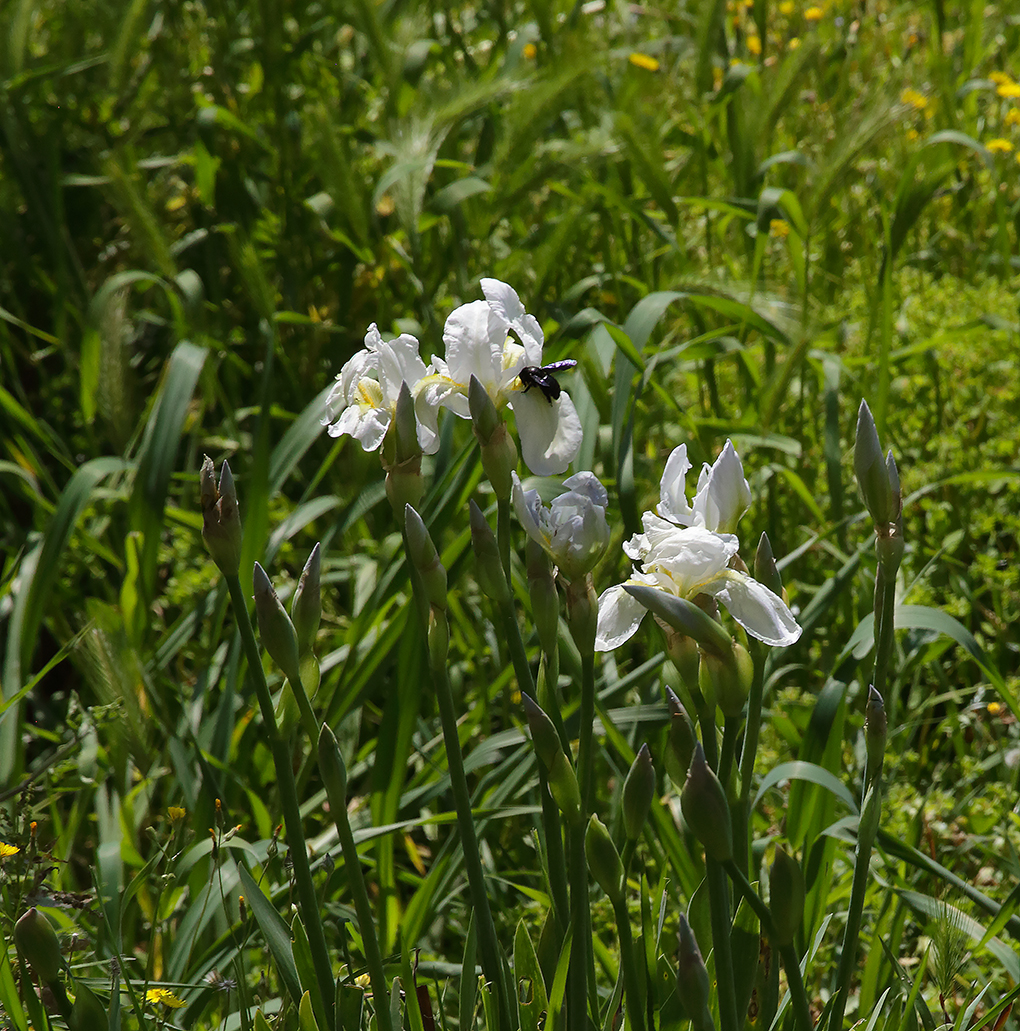 gruppo di fiori bianchi di Iris florentina con su di uno di essi lo scurissimo imenottero impollinatore