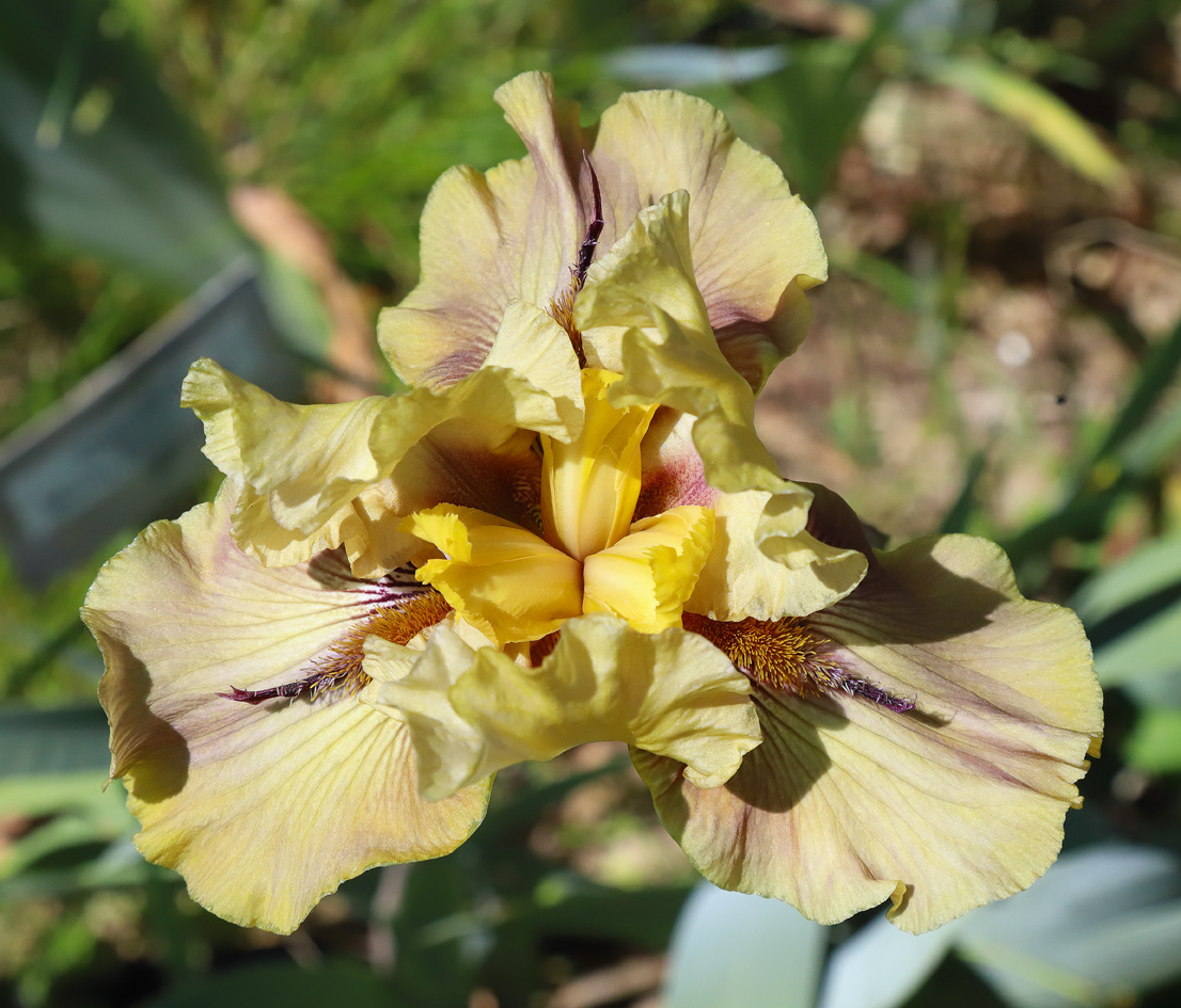 Iris barbata ibrida di color beige-ecru per la parte superiore, beige con sfumature viola e caffelatte nelle lacinie inferiori