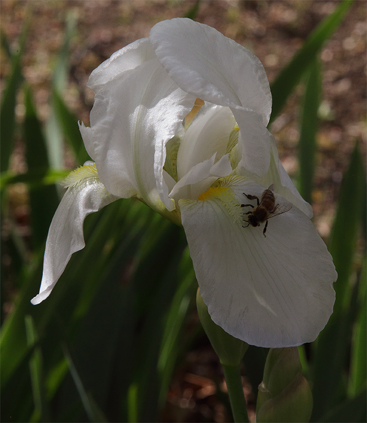 fiore di Iris florentina L. con ape che si appresta ad arrampicarsi lungo la barbetta posta sulla lacinia inferiore del fiore