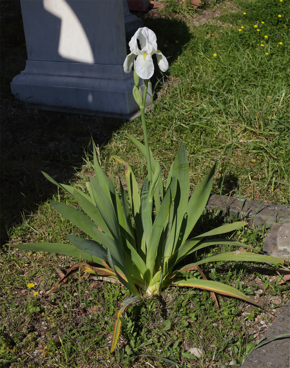 pianta intera di Iris florentina L. con il fiore apicale fiorito