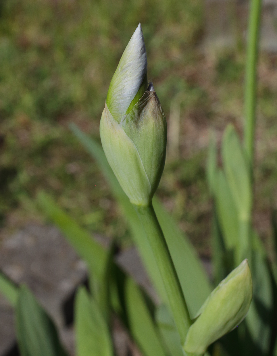 boccio di Iris florentina L. 