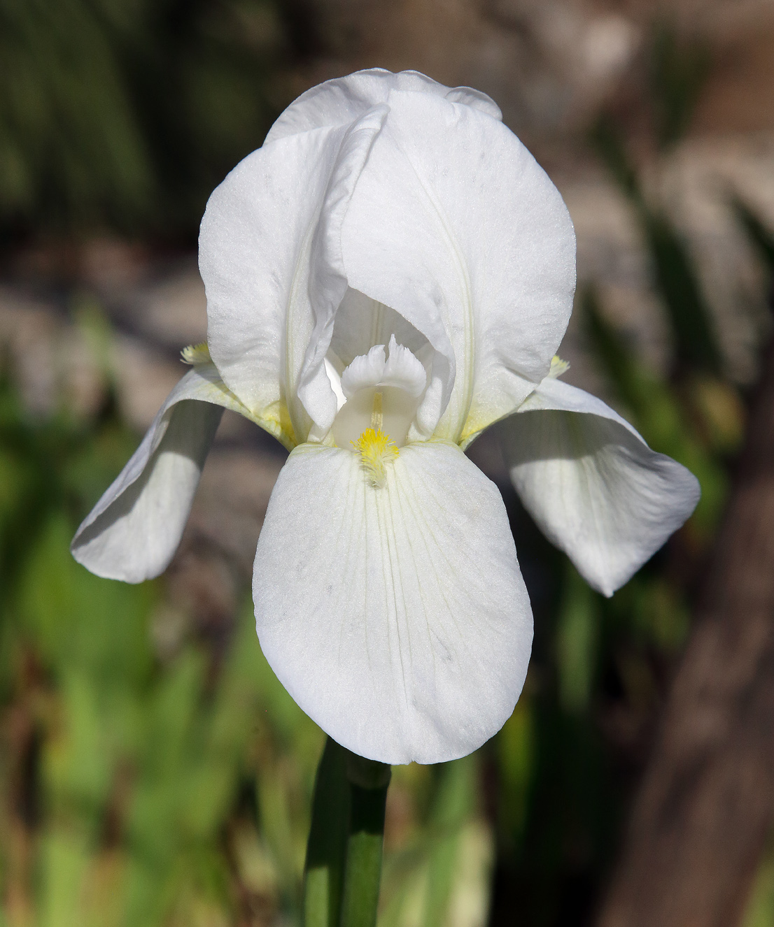bianchissimo fiore dell'Iris florentina L.