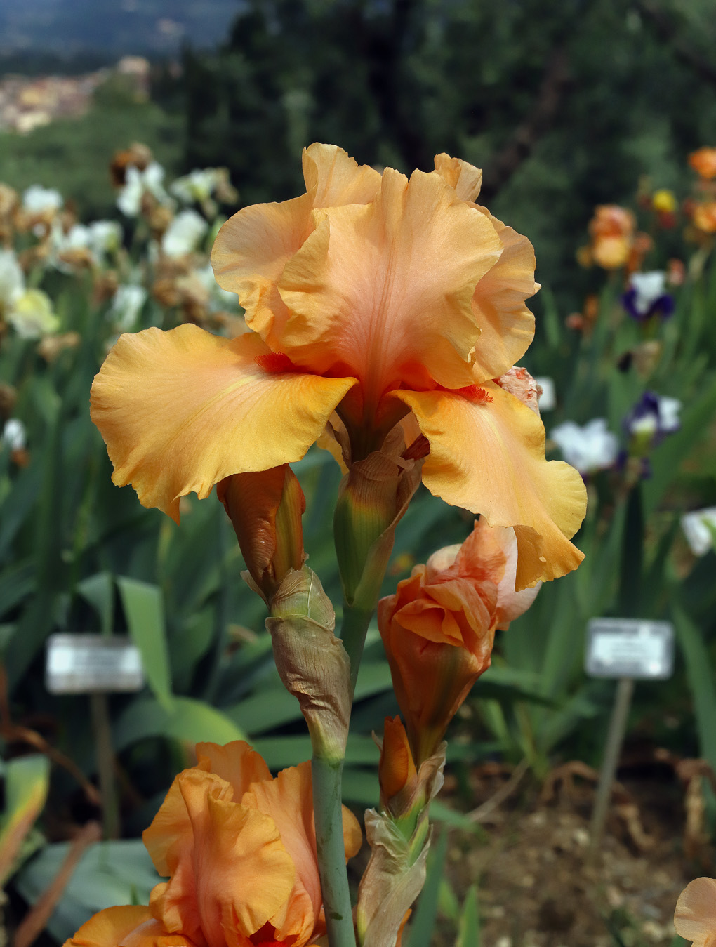 iris arancione vivace