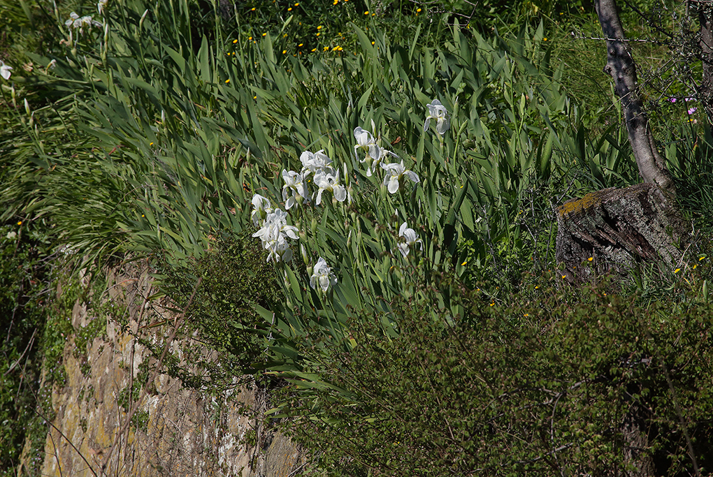 Iris florentina L. su antico muro di terrazzamento ad uliveto