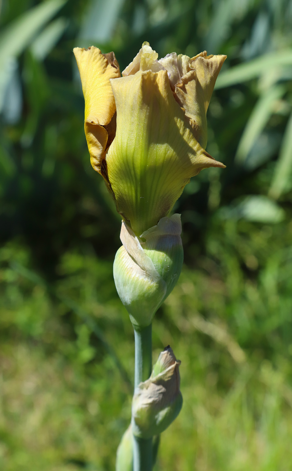 fiore come sopra, in sboccio