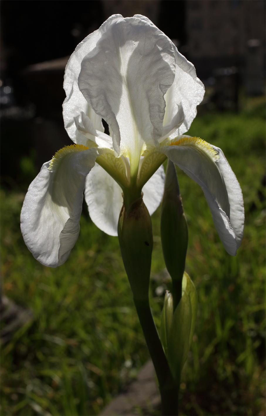 il bianco fiore di Iris florentina L. visto in controluce