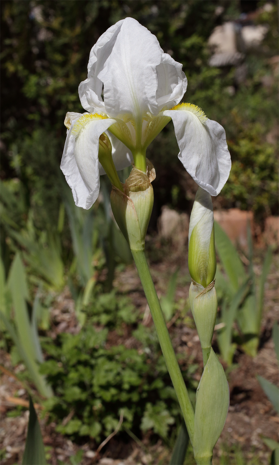 tipico scapo fiorifero di Iris florentina L. con uno dei 2 fiori apicali fiorito, l'altro in boccio coì come quello sottostante portato dal corto peduncolo