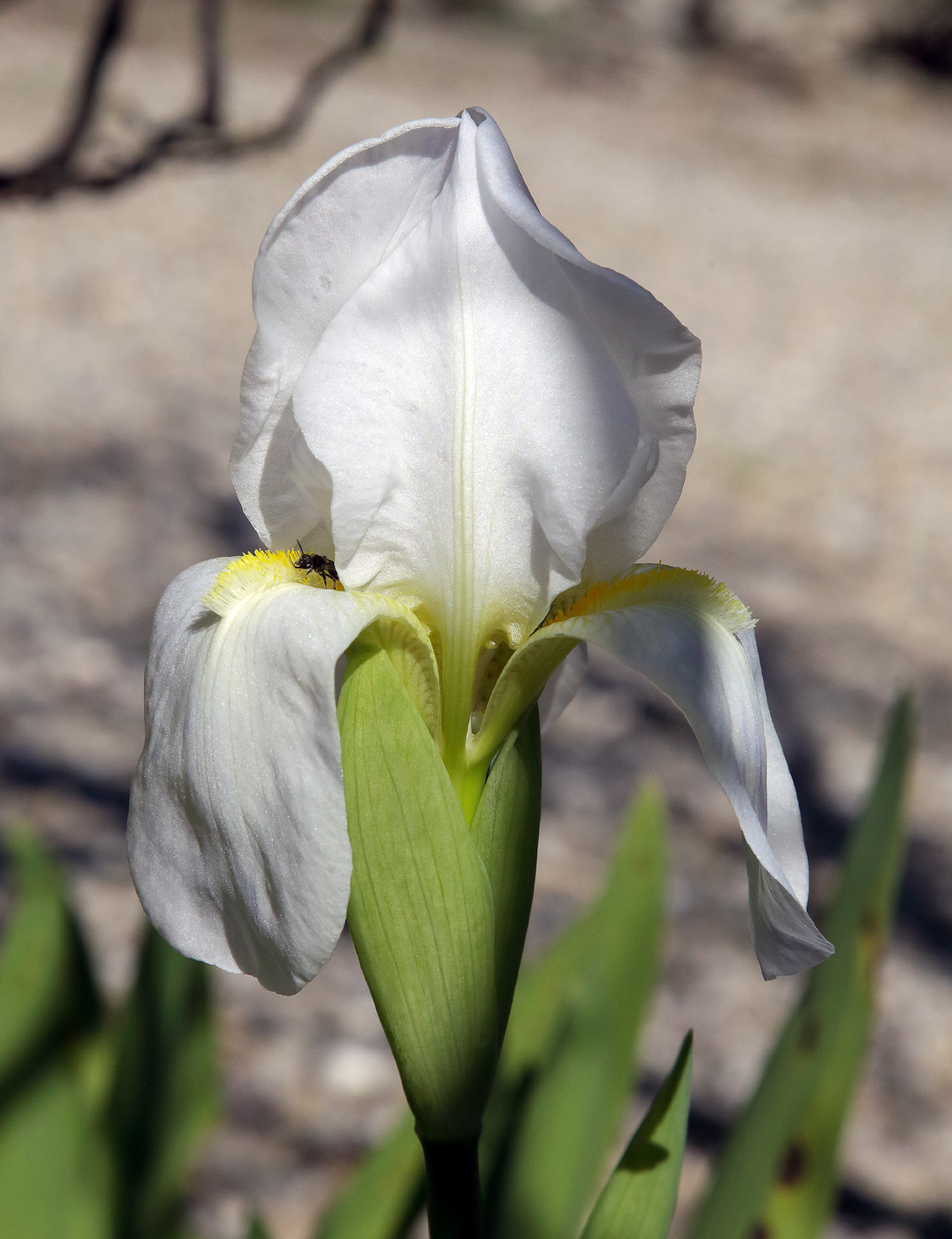fiore dell'Iris florentina L. illuminato sotto i rami di un Cotogno