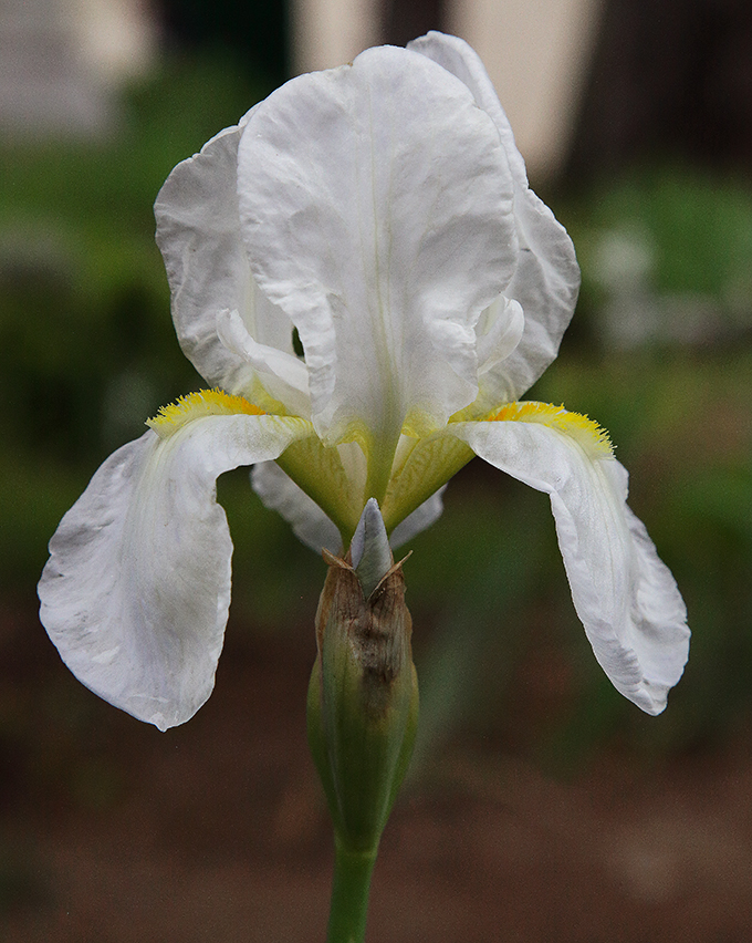 Iris florentina L., il fiore bianchissimo