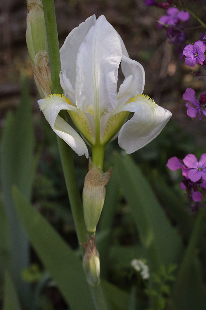 fiore di Iris florentina L. parzialmente aperto in mezzo a fiorellini rosa e bianchi di altre specie