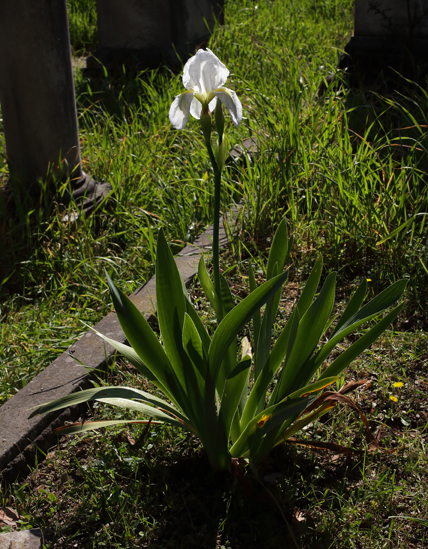 pianta intera di Iris florentina con il fiore apicale aperto