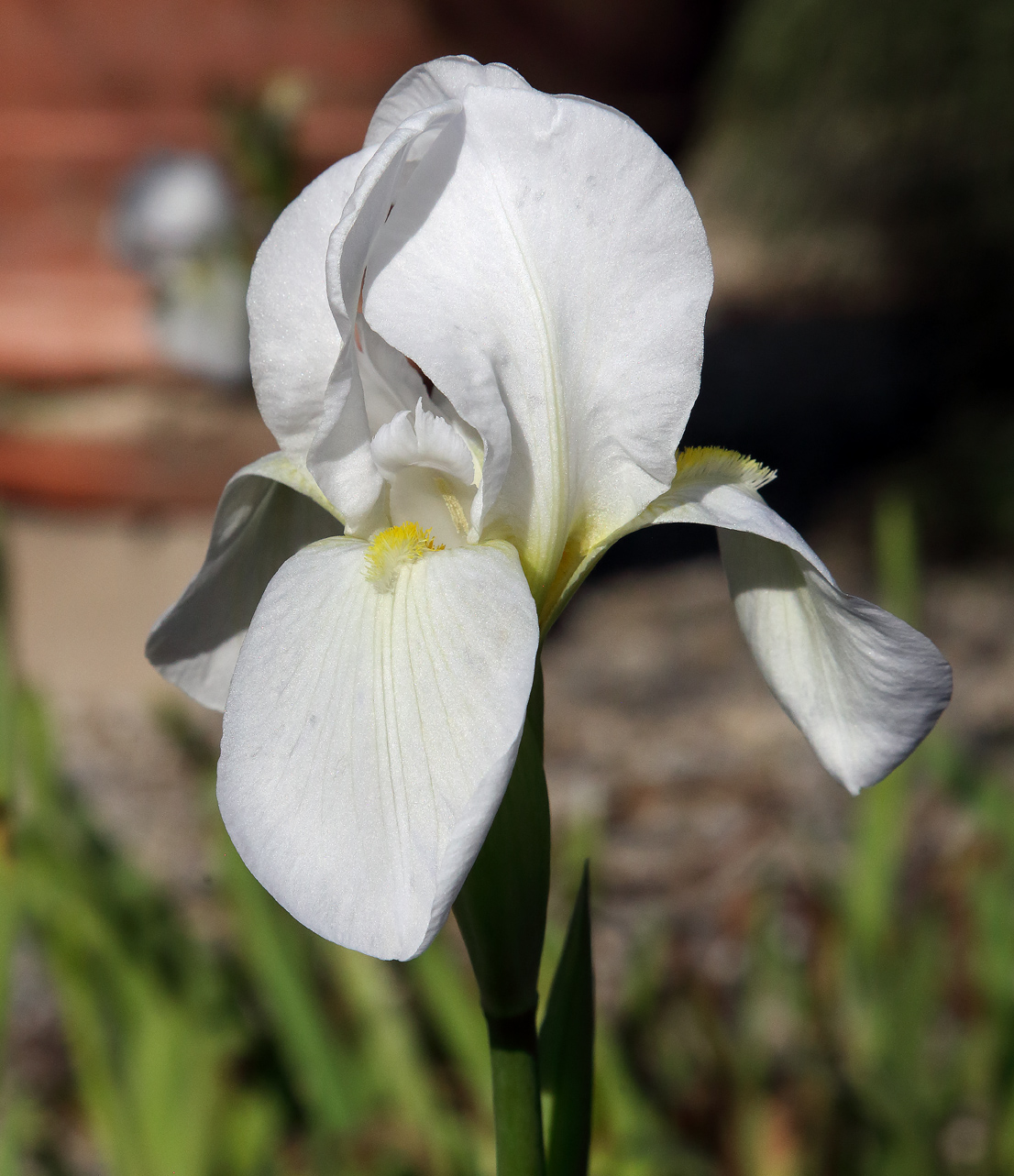 il bianco fiore dell'Iris florentina L. con un grandissimo vaso di cotto sullo sfondo
