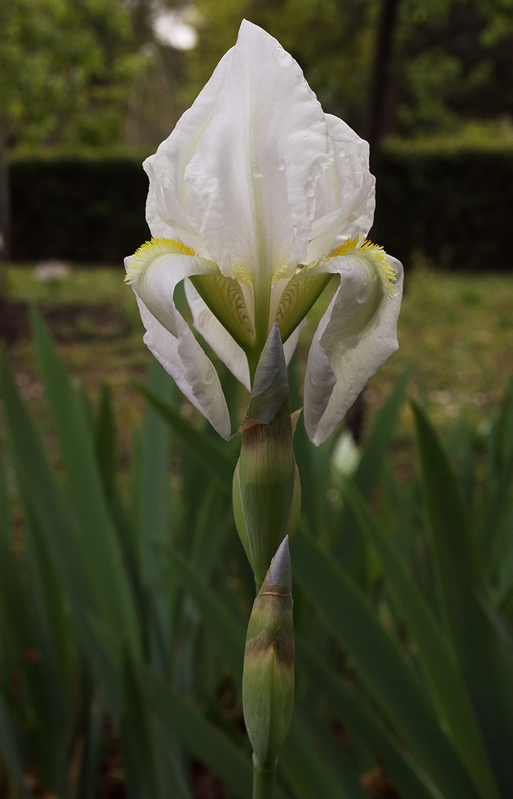 fiore di Iris florentina L. parzialmente aperto