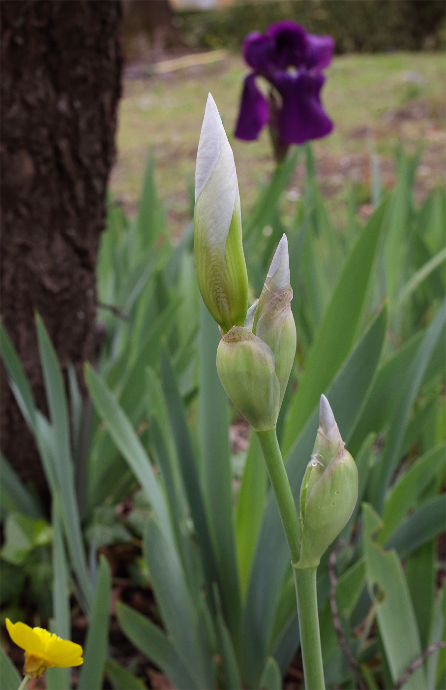 scapo fiorifero di Iris florentina L. con la tipica struttura a 3 fiori, tutti in boccio, sullo sfondo Iris germanica fiorita