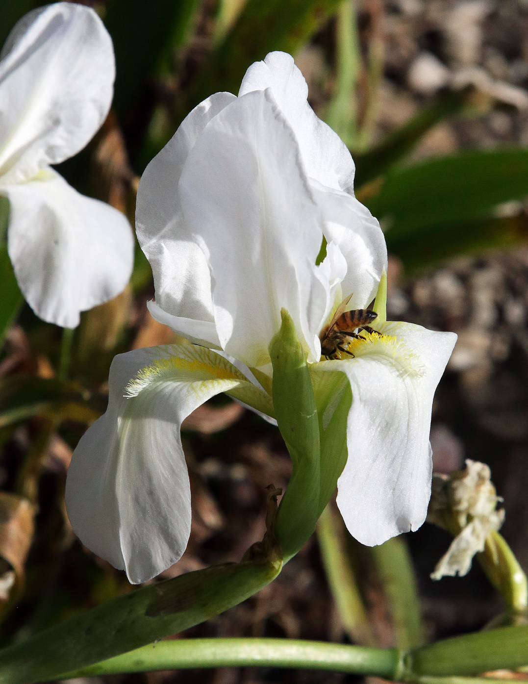 il bianco fiore dell'Iris florentina L. con un ape che si introduce nel fiore guidata dalla barba gialla della lacinia inferiore