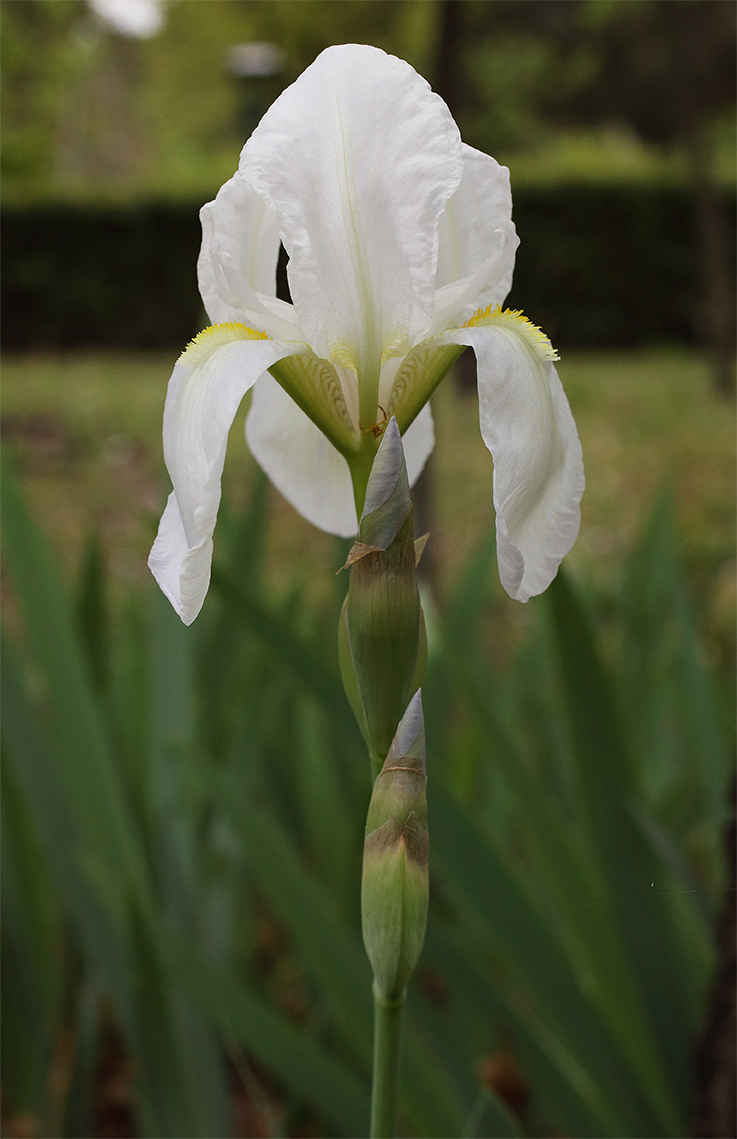 fiore di Iris florentina aperto, con gli altri 2 bocci ben visibili