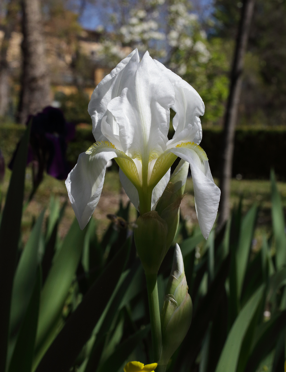 fiore di Iris florentina appena sbocciato in primo piano, dietro si intravede Iris germanica