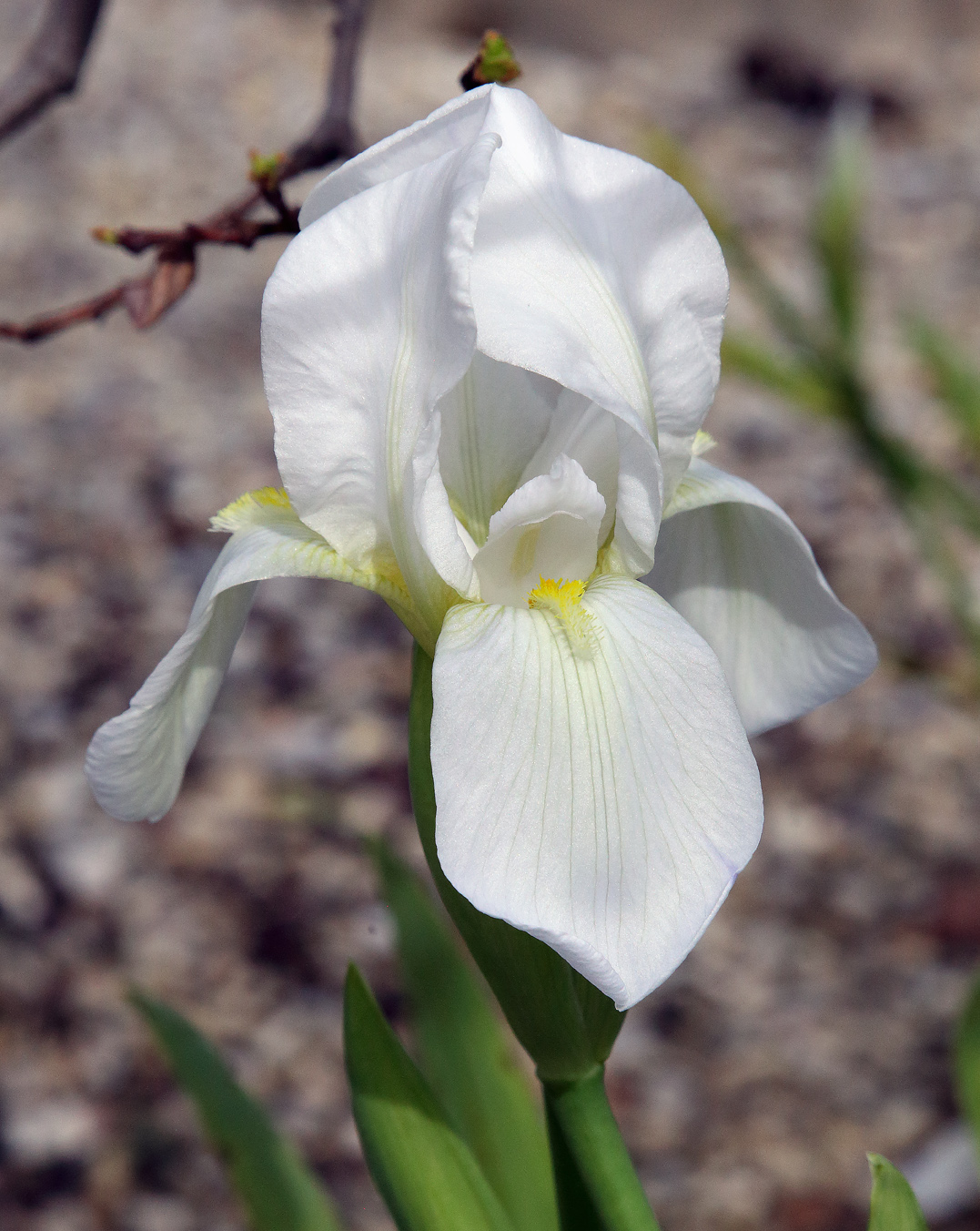 il bianco fiore dell'Iris florentina