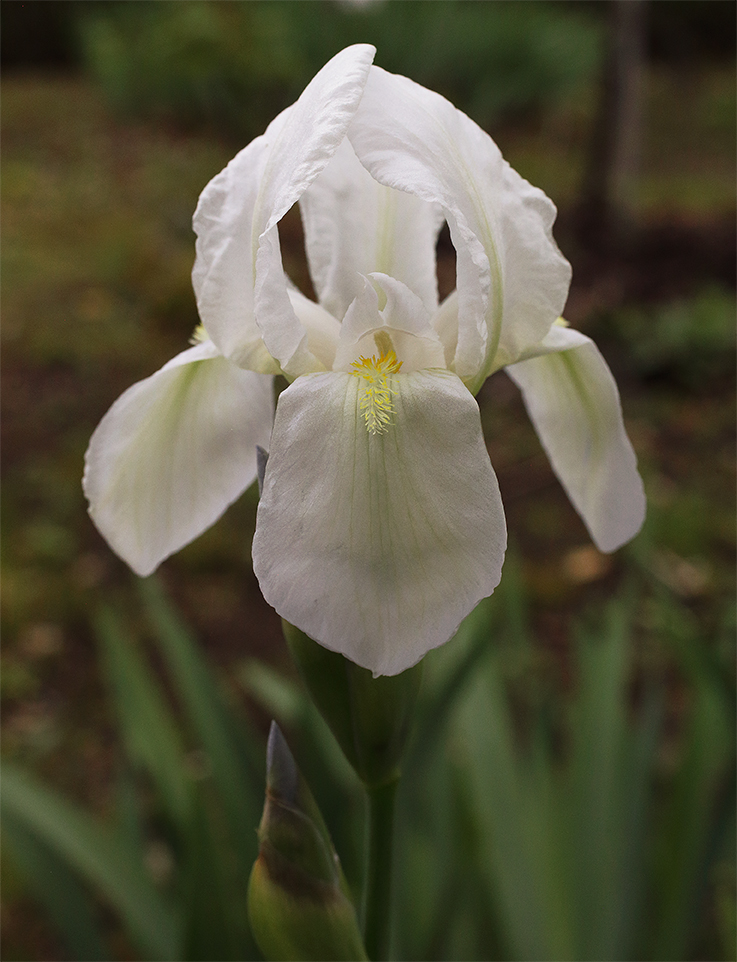 fiore di Iris florentina
