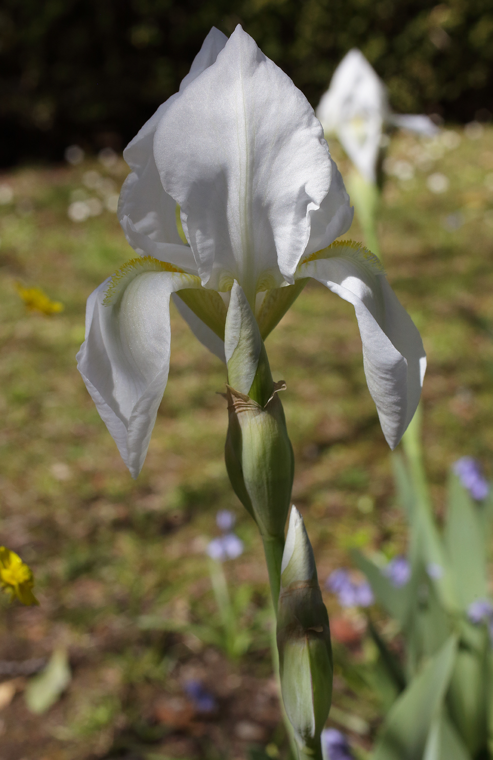 fiore di Iris florentina appena sbocciato con gli altri due bocci allineati