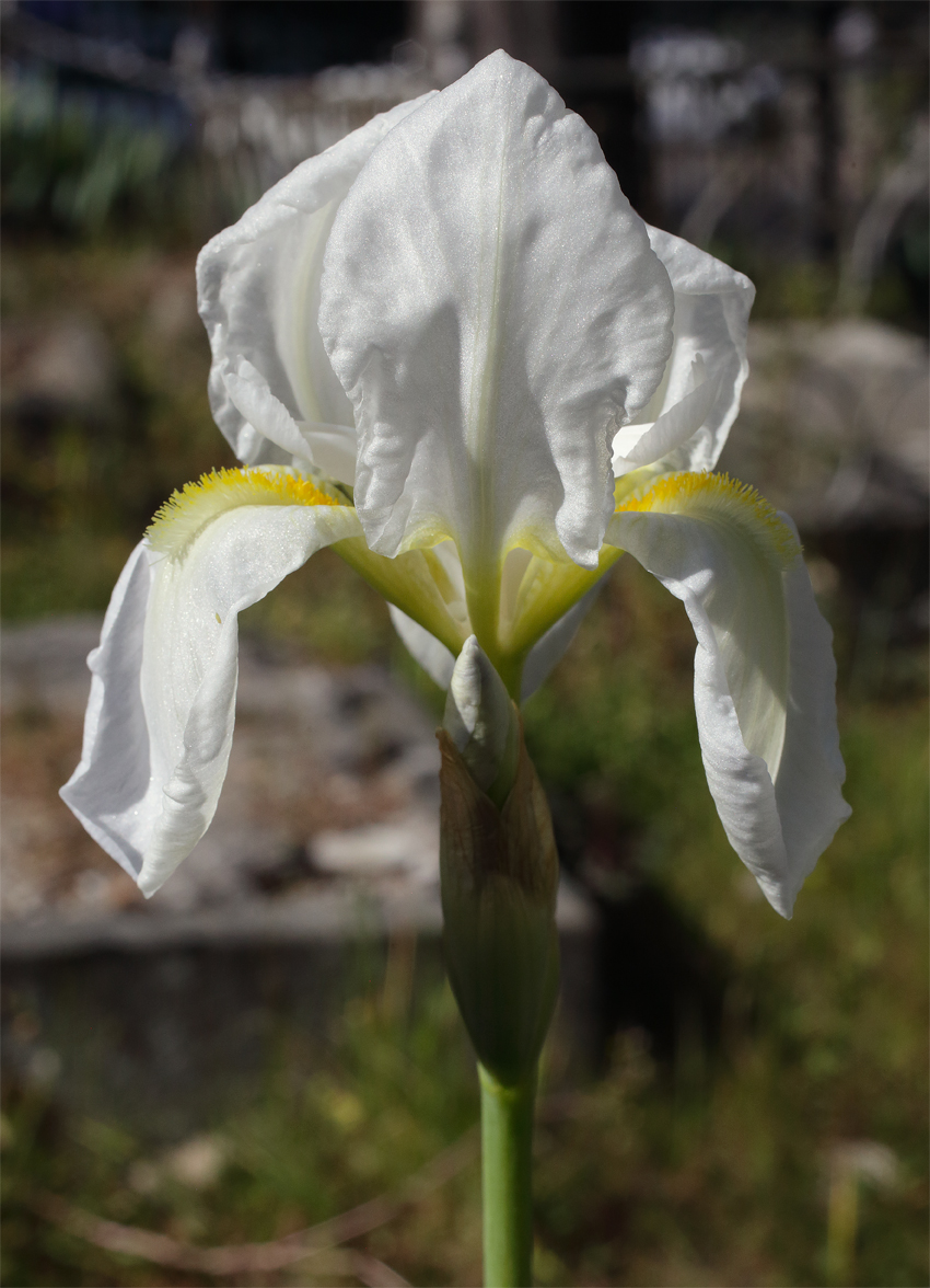 il bianco fiore di Iris florentina L. aperto da poco con la sua inquadratura b