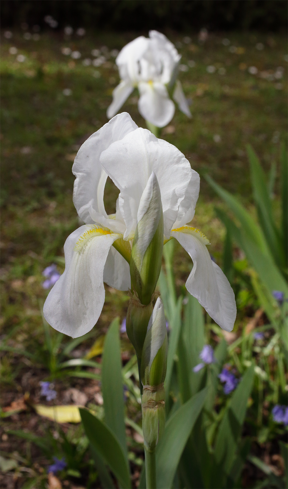 fiore di Iris florentina con gli altri due bocci allineati