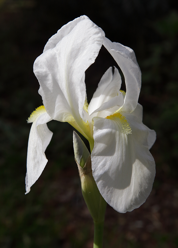 fiore di Iris florentina illuminato dalla luce edel sole che ne esalta la bianchezza