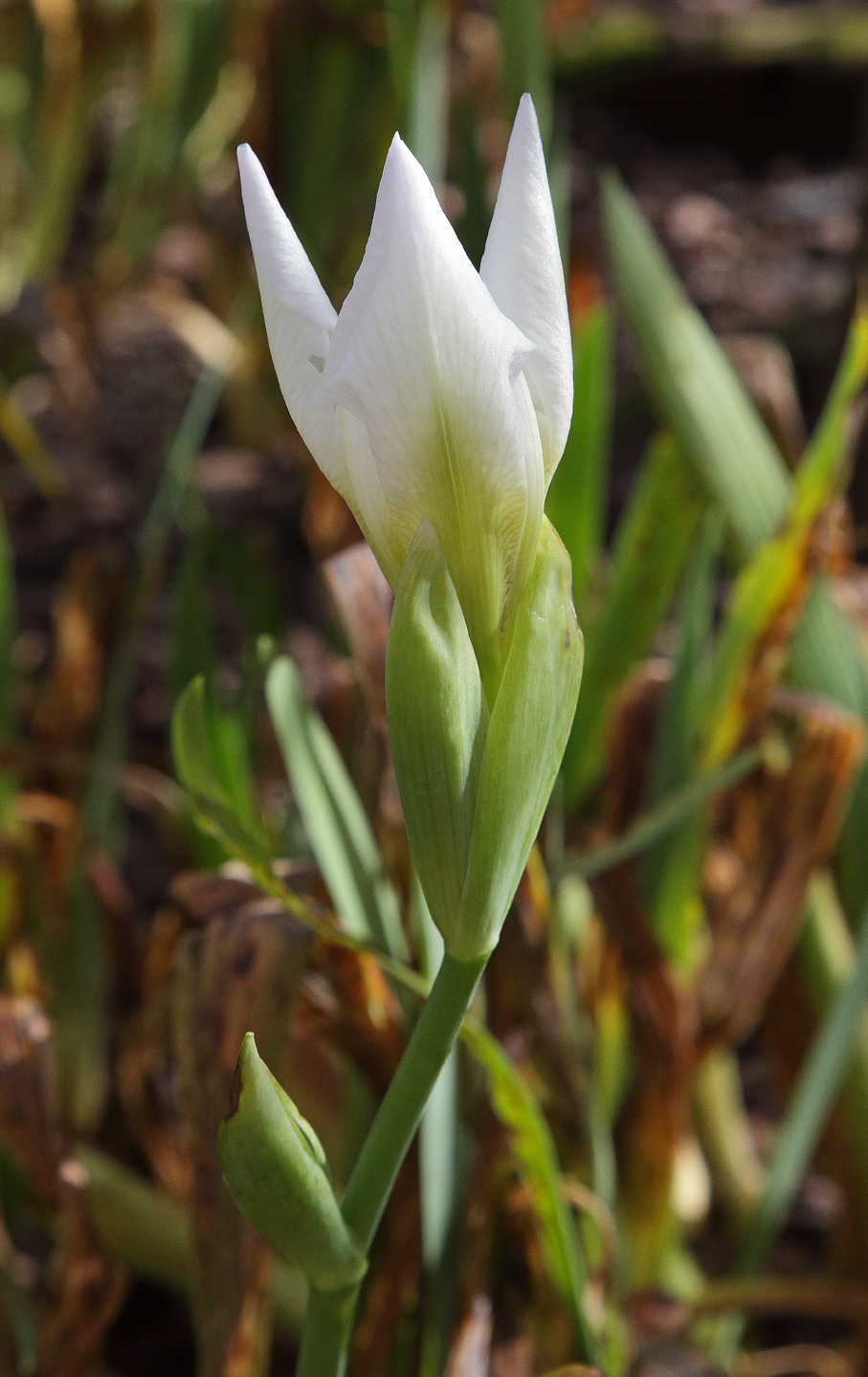 fiore di Iris florentina in fase di sboccio con le tipiche 3 punte