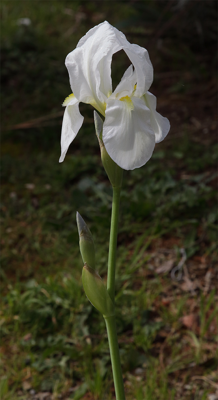 scapo fiorifero di Iris florentina con il fiore in alto aperto e gli altri 2 bocci