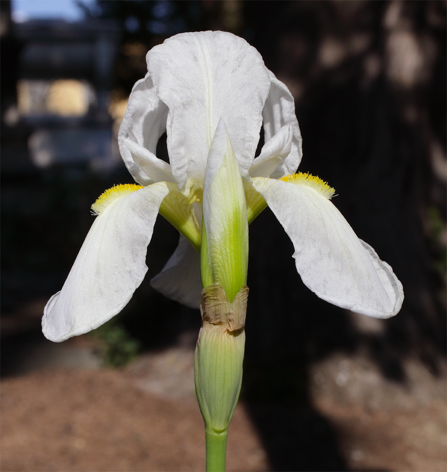 fiore di Iris florentina L. con il sole che ne esalta la bianchezza