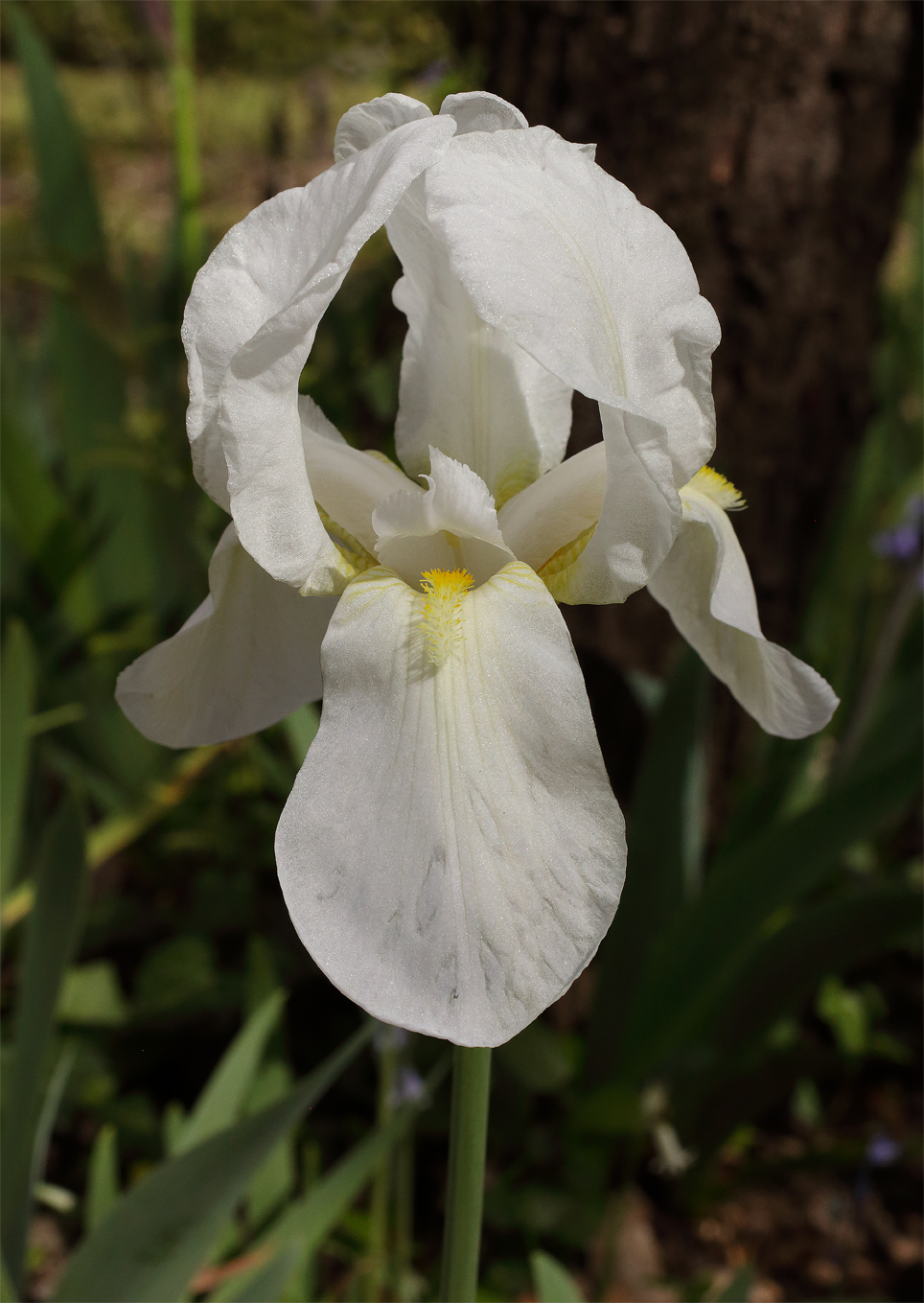 il bianco fiore di Iris florentina L. in primo piano