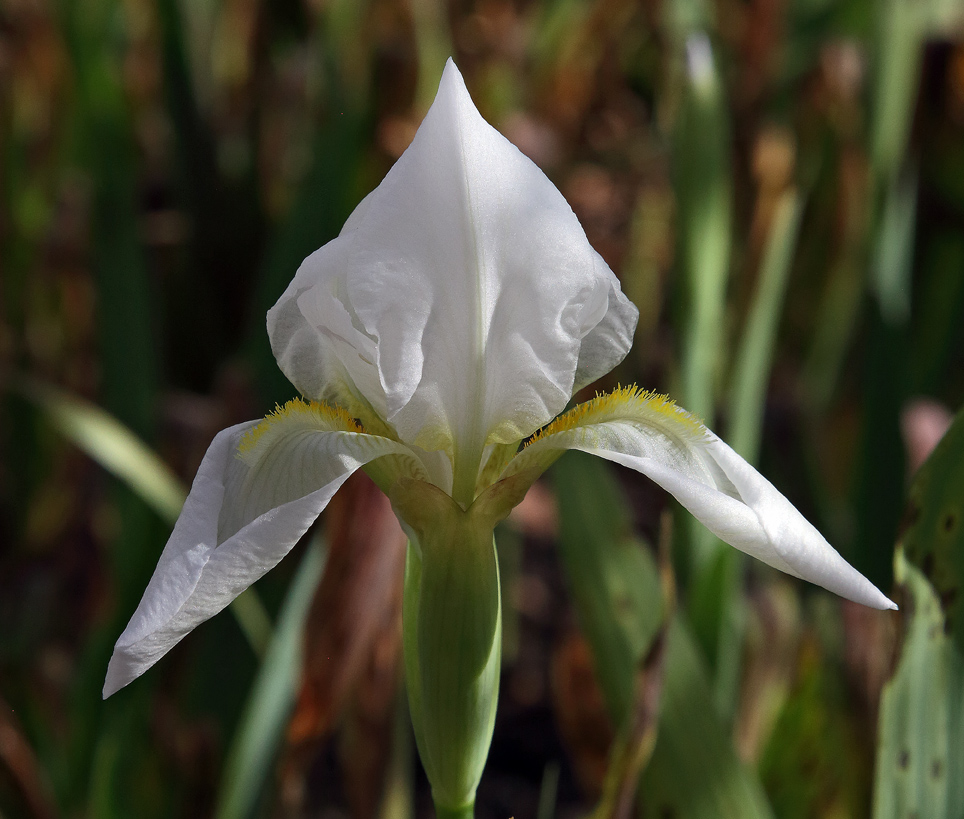 fiore di Iris florentina in sboccio