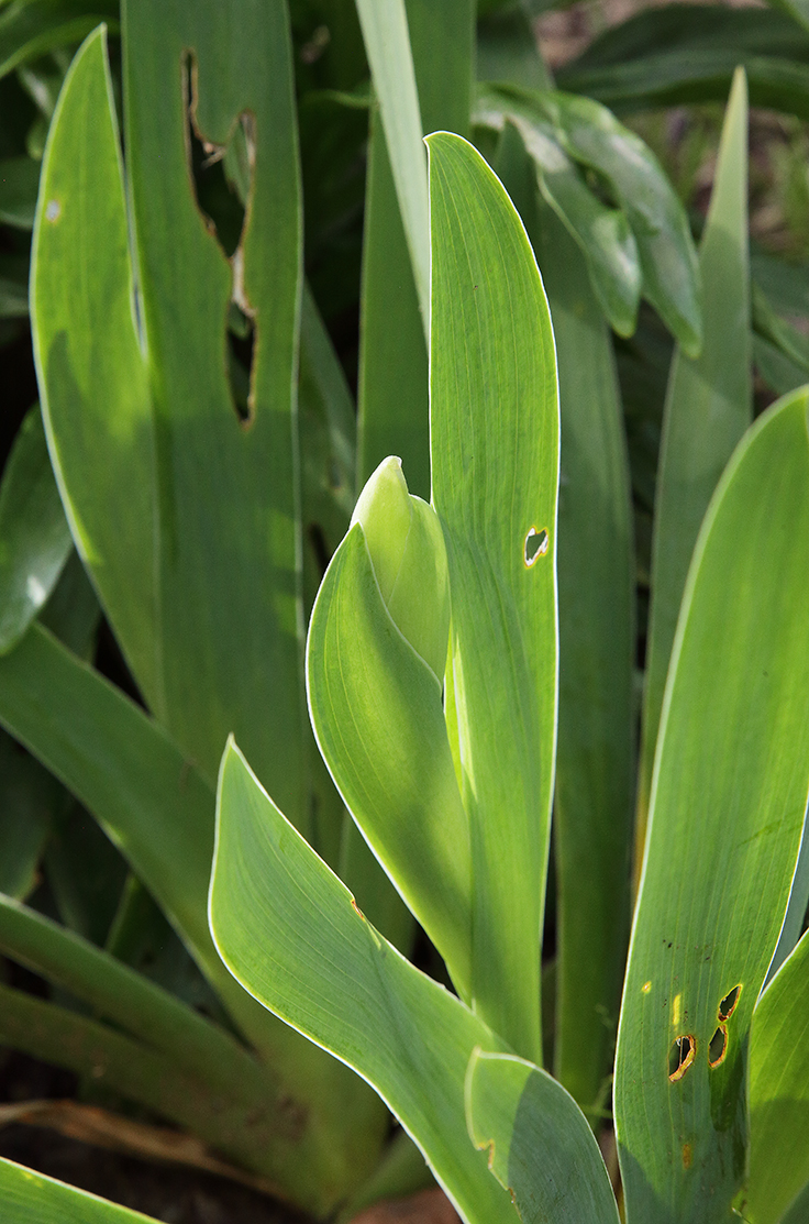 Iris florentina con l'abbozzo del boccio
