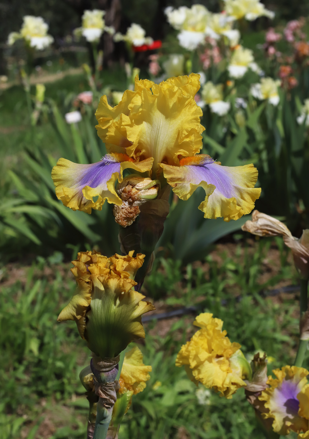 fiori un po'fluo gialli e violetto al centro
